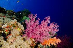 Marsa Alam - Red Sea Dive Holiday. Reef.